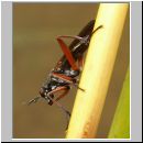 Sepedon sphegea - Hornfliege 03 9mm.jpg